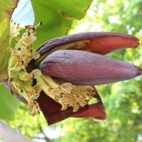 Musa × paradisiaca L.